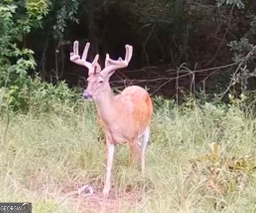 0 Abbeville Hwy, Hawkinsville, GA, 31036 | Card Image