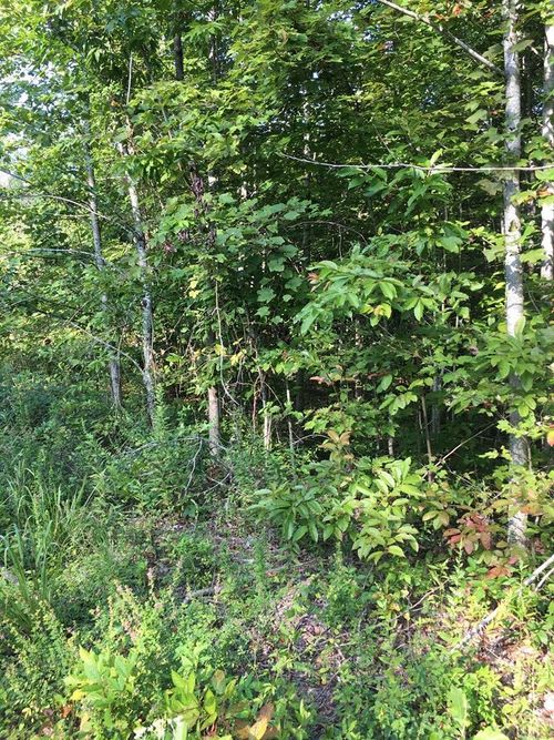 Lot 239 Hood Ln, Wilder, TN, 38589-5058 | Card Image