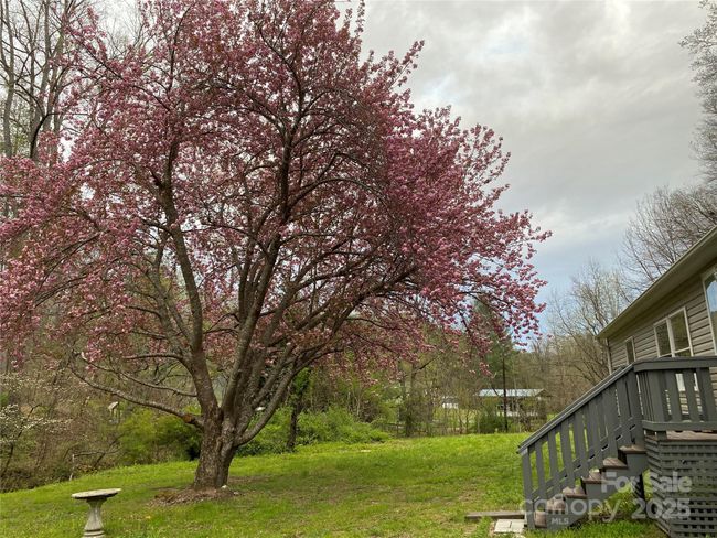 Blooming Cherry Tree in Front | Image 22