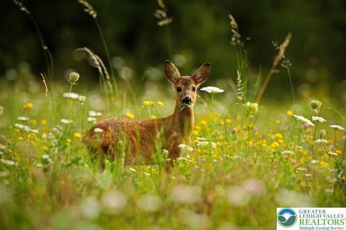 225 Williams Ln, Scotrun, PA, 18355-7709 | Card Image