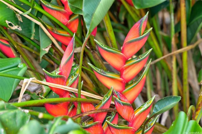 59-439 Alapio Rd, Home with 0 bedrooms, 0 bathrooms and null parking in Haleiwa HI | Image 25