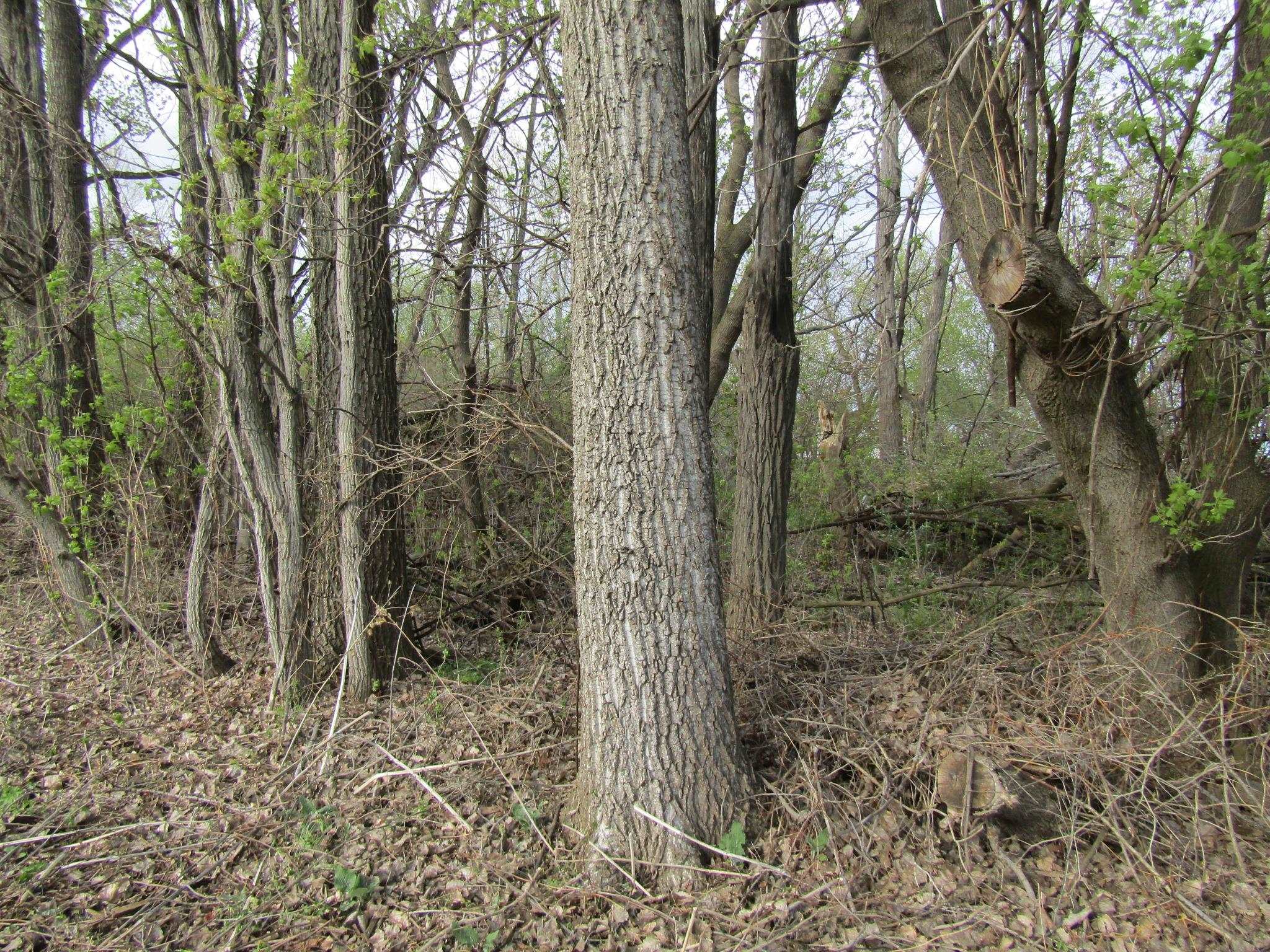 Land in Alburgh 4