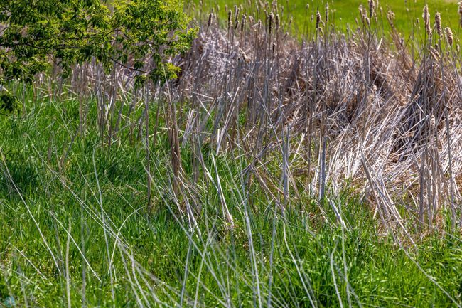 Amdak__Fosston MN - Land_0025.jpg | Image 26