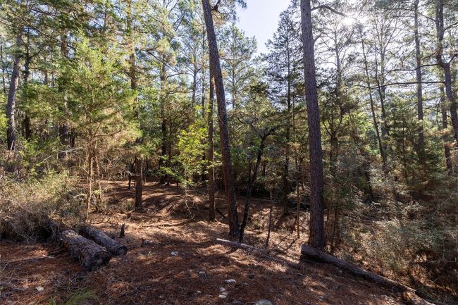 View of woods | Image 10