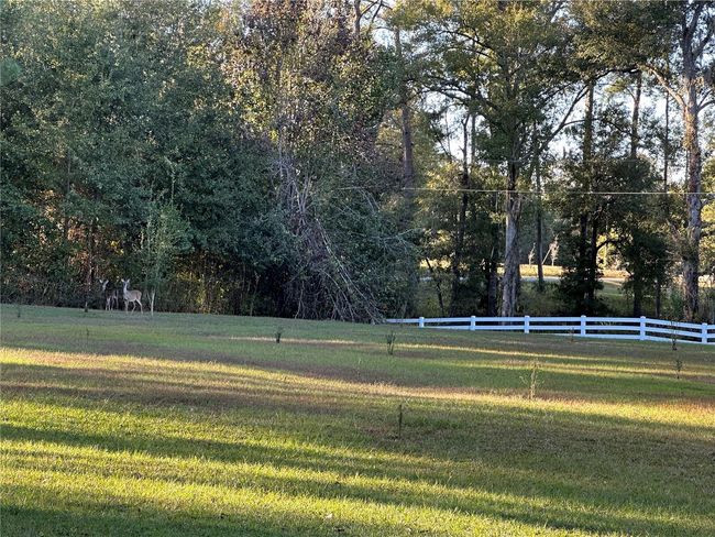 DEERS ENJOY ACRES OF LAND | Image 67