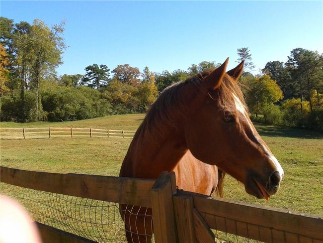 1096 Sutton Mill Rd, House other with 3 bedrooms, 2 bathrooms and 9 parking in Clarkesville GA | Image 4