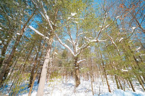 Lot 9 Center Road, PINE RIVER, WI, 54452 | Card Image