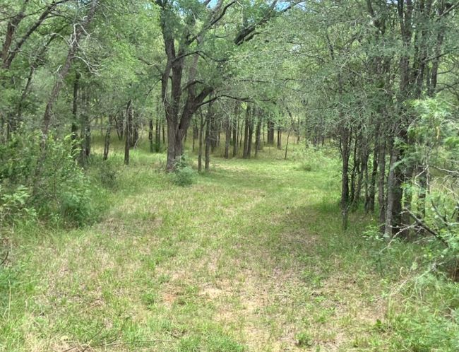 View of tree filled area | Image 7