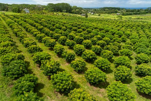 17-4150 Huina Rd, KURTISTOWN, HI, 96760 | Card Image