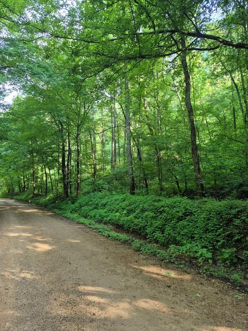 0 County Road 462, Lexington, AL, 35648 | Card Image