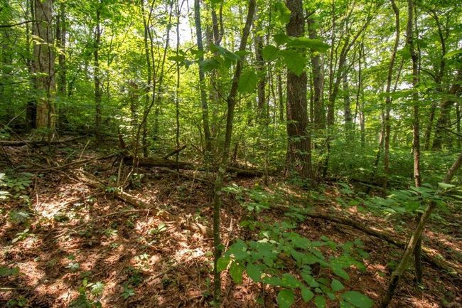 Lot 28 Manor House Dr, Home with 0 bedrooms, 0 bathrooms and null parking in Laurel Fork VA | Image 10