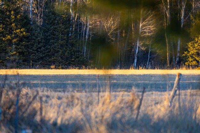 DP_Wildflower-85.jpg | Image 97