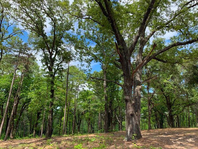 3200 Shadow Pine Dr, Home with 0 bedrooms, 0 bathrooms and null parking in LaRue TX | Image 11