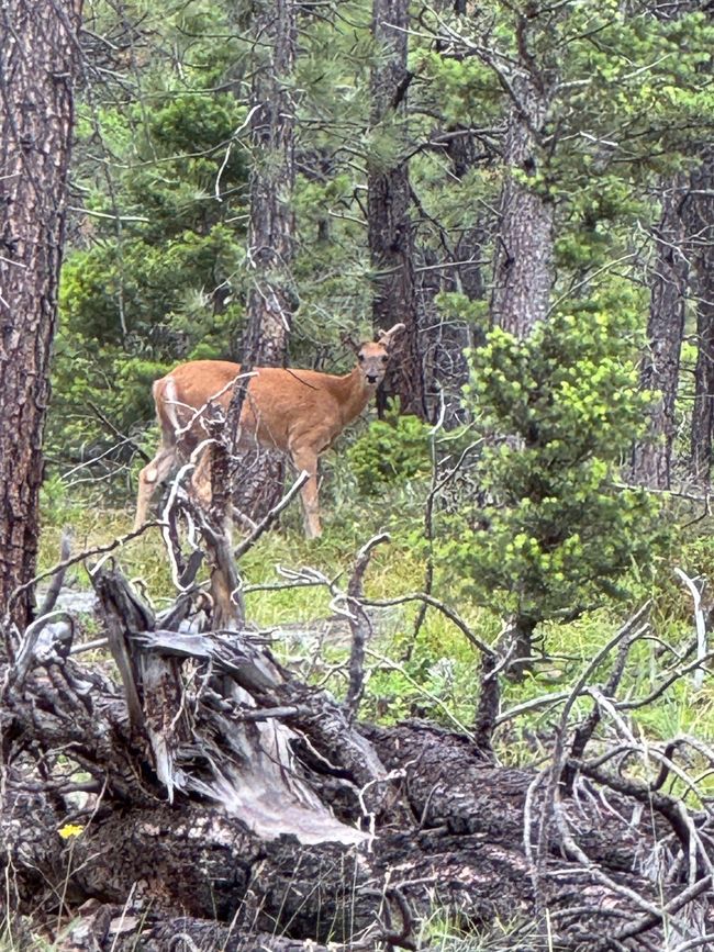 Wildlife in area | Image 11