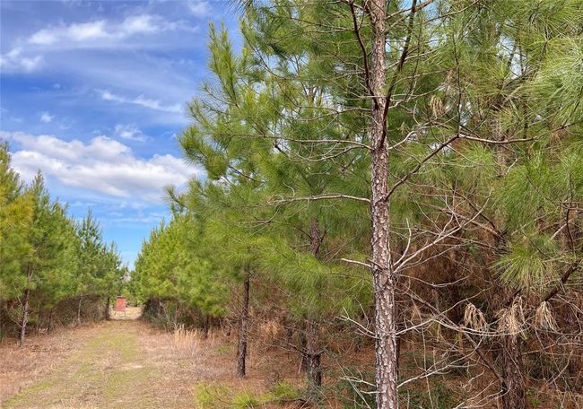 7 Fm 1746, Home with 0 bedrooms, 0 bathrooms and null parking in Spurger TX | Image 13