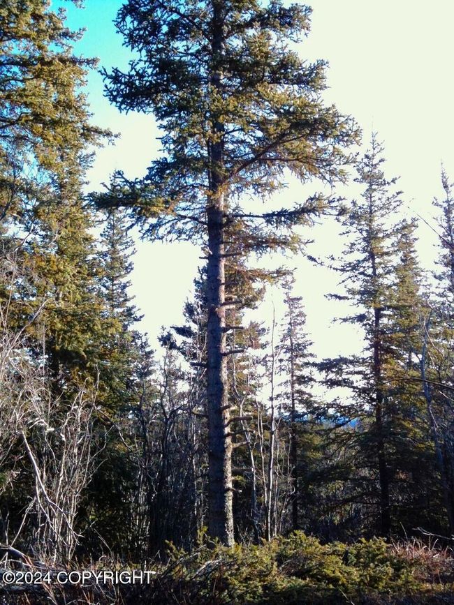 13 | Image 15