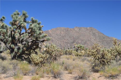 11300 Dennis Rd, Yucca, AZ, 86438 | Card Image