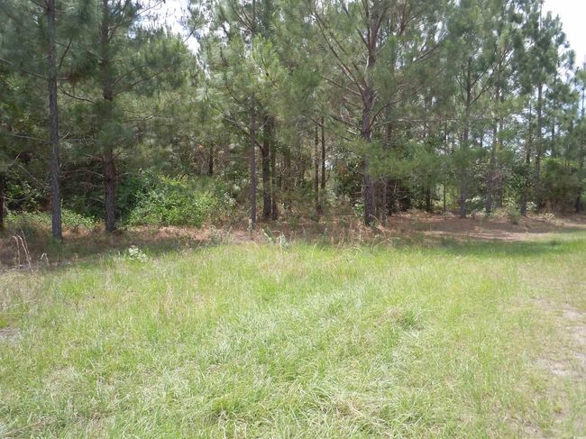 2231 Barts Rd, Home with 0 bedrooms, 0 bathrooms and null parking in Loris SC | Image 6