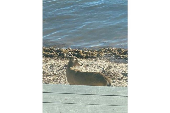 Visiting Key Deer | Image 8