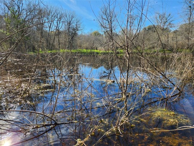 Water view with a forest | Image 7