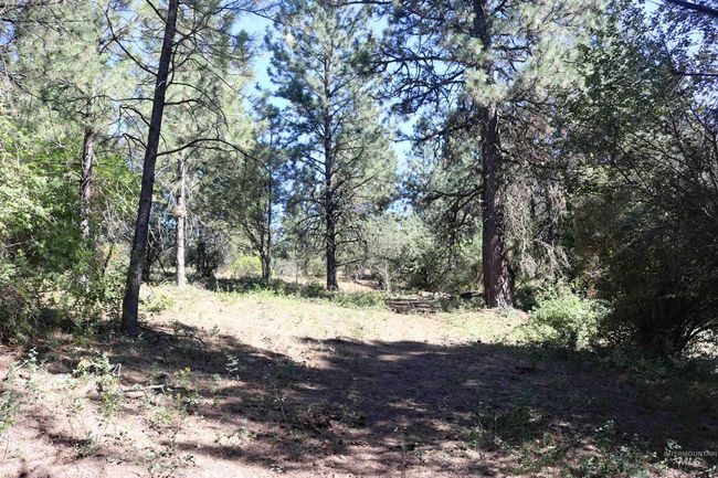 View of local wilderness | Image 35