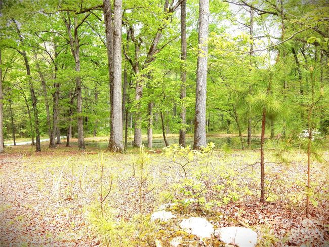 Pond 1 | Image 14