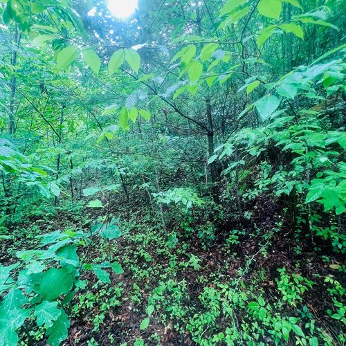00 Owl Creek Ridge, Murphy, NC, 28906 | Card Image