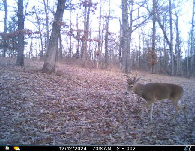 Deer 2 | Image 15