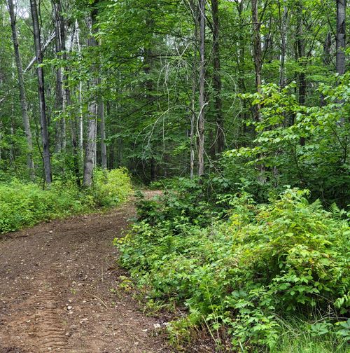 lot-3-11142 Dream Lake Rd, Long Lake, WI, 54542-9657 | Card Image