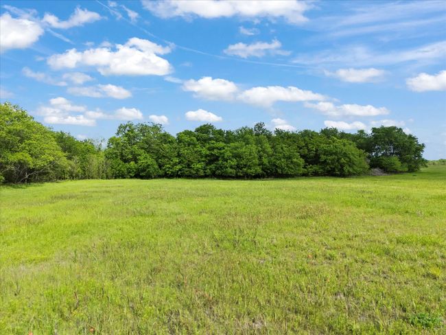 View of trees on east side | Image 12