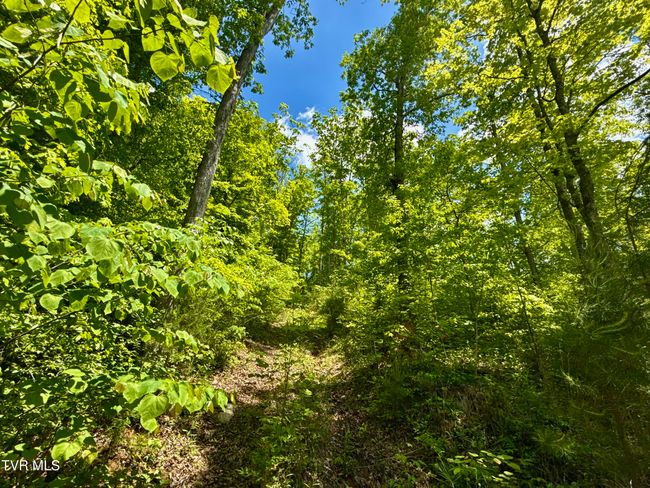 47 Tbd Enoch Rd, Home with 0 bedrooms, 0 bathrooms and null parking in Eidson TN | Image 15
