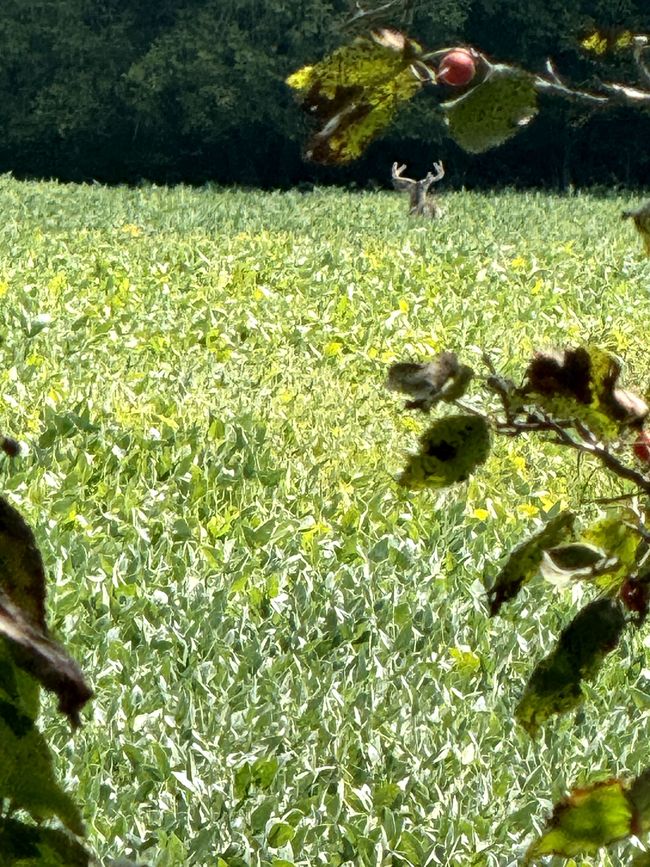 Wildlife is present | Image 36