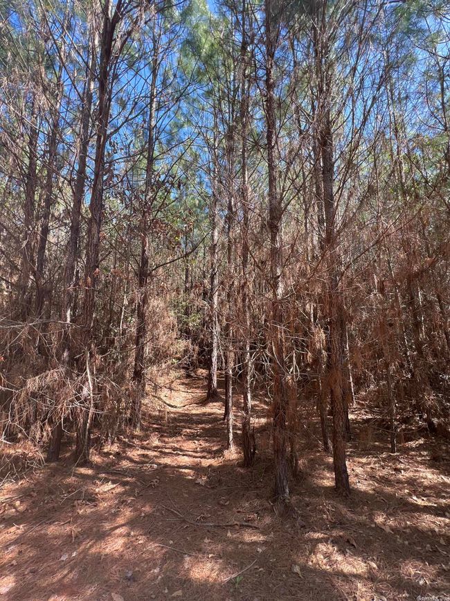 00 Nevada County 175 Road, Home with 0 bedrooms, 0 bathrooms and null parking in Rosston AR | Image 18
