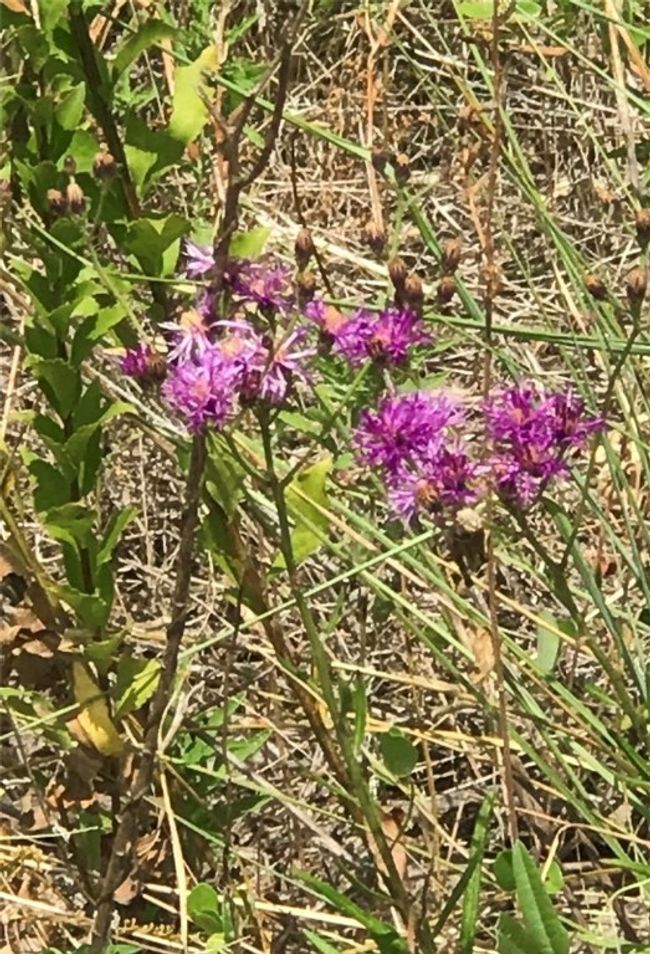 Pretty wildflowers on your lot! | Image 9