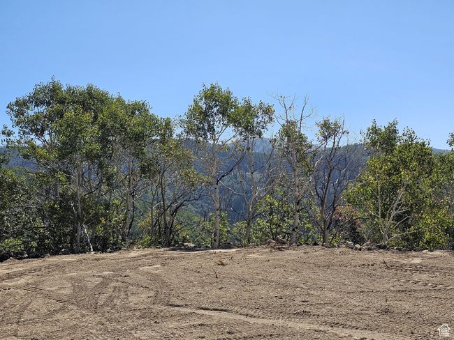 View of local wilderness | Image 5