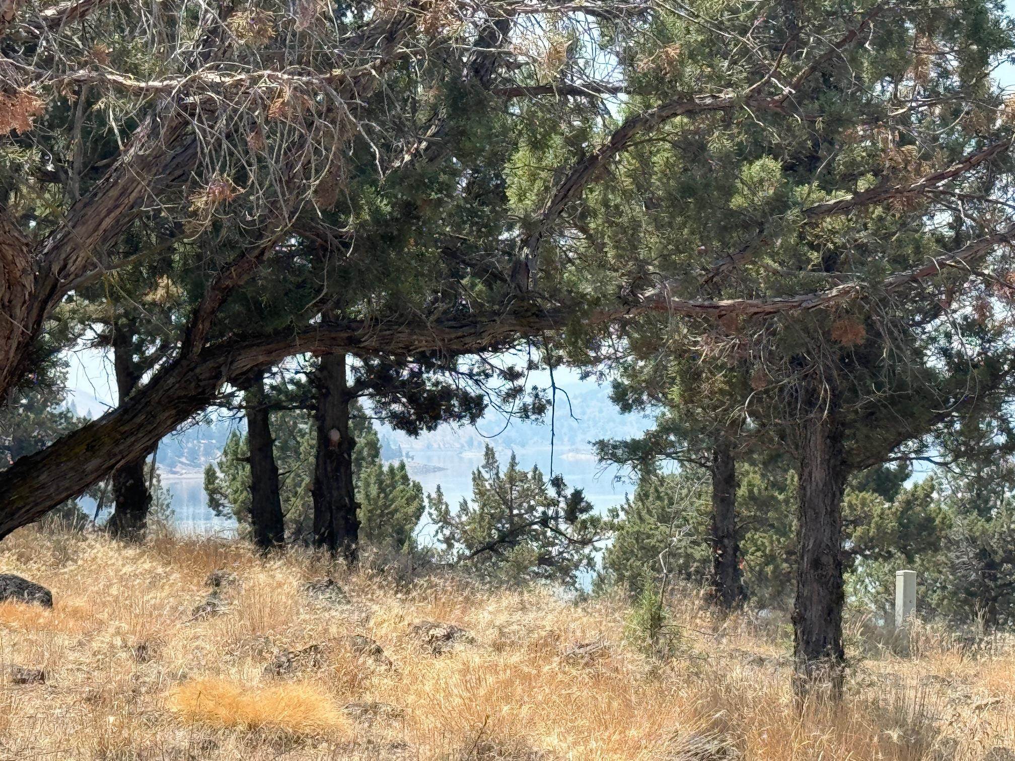 Land in Weed 2