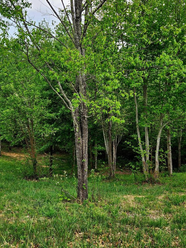 0 Sunset Cir, Home with 0 bedrooms, 0 bathrooms and null parking in Jasper TN | Image 8