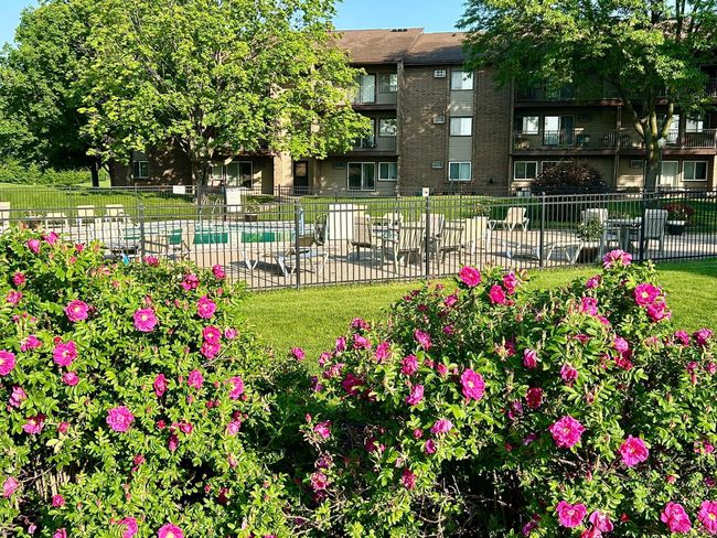 Roses and Pool | Image 25