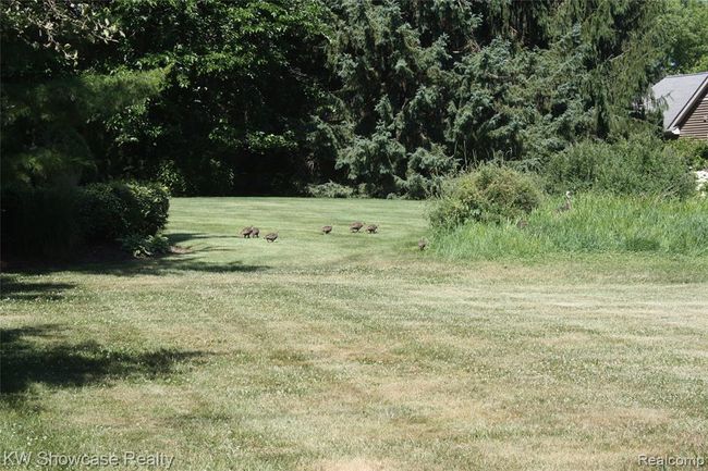 Turkeys strolling the 1 acre property. | Image 59