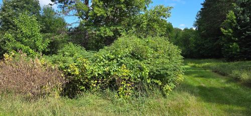TBD Lot #3 Town Road 207, International Falls, MN, 56649 | Card Image