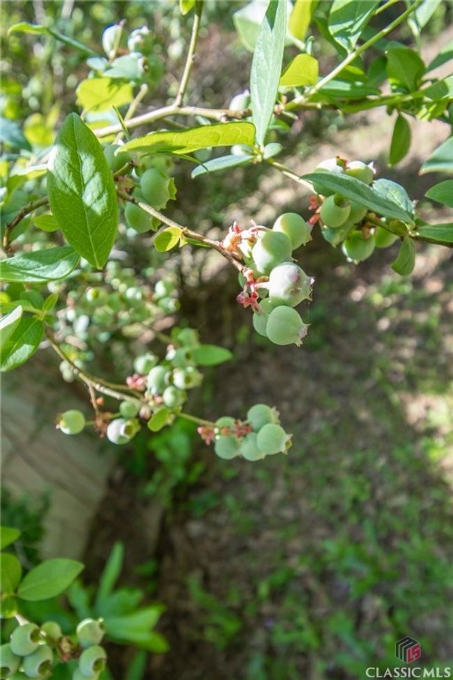 blueberrys | Image 48