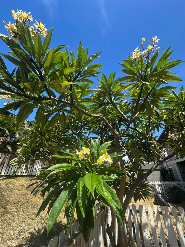 APT-102 - 1110 Eha St, Condo with 2 bedrooms, 2 bathrooms and null parking in Wailuku HI | Image 7