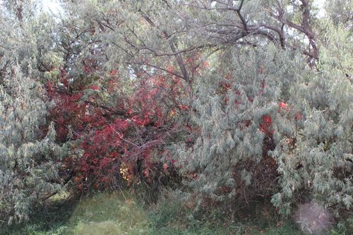 Lot 6 Sage St, Newcastle, WY, 82701-3138 | Card Image