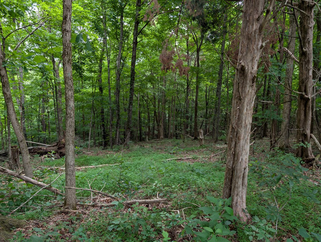 Land in Burkesville 5