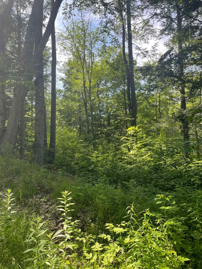 63 New Boston Rd, Home with 0 bedrooms, 0 bathrooms and null parking in Francestown NH | Image 11