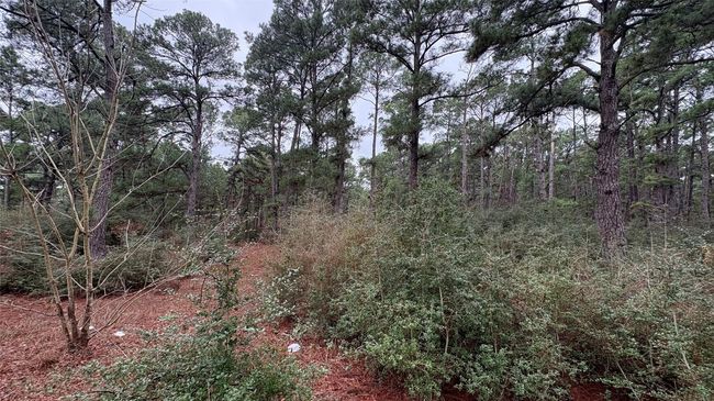 View of local wilderness with a forest view | Image 31
