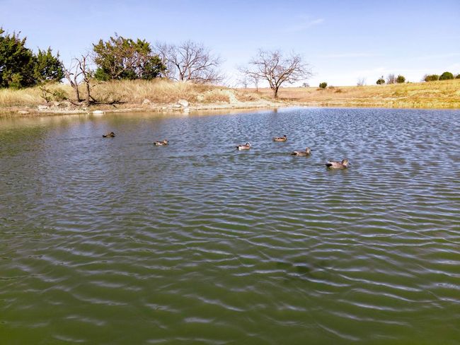 854 County Road 131, Home with 0 bedrooms, 0 bathrooms and null parking in Gatesville TX | Image 19