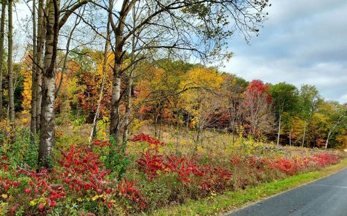 N2527 Carpenter Road, LEMONWEIR, WI, 53948 | Card Image