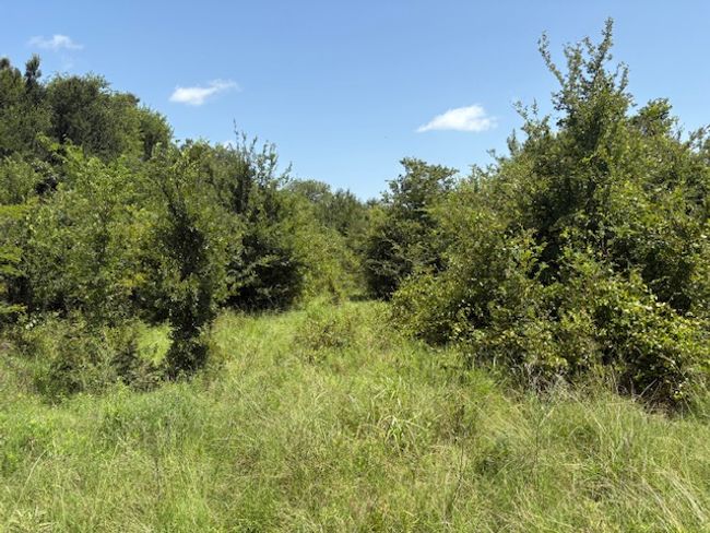 View of wooded area | Image 5