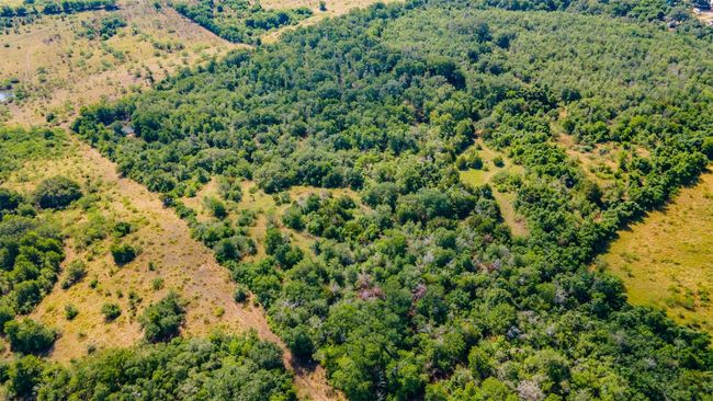 Aerial view of a forest | Image 12